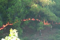 Hiện trường vụ cháy rừng. Ảnh: Ngọc Thanh