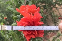 Đây là giống lựu cảnh chỉ chơi hoa với đặc điểm hoa kép, đường kính bông to.