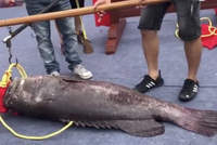 "Vua cá" trị giá 270.000 Nhân dân tệ được ước tính khoảng 30 - 40 tuổi. (Nguồn: Handout).