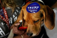 Một con chó được dán tem ủng hộ ông Donald Trump trong chiến dịch tranh cử tổng thống. Ảnh: Reuters.