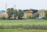 Mía đường Lam Sơn (LSS): Bất chấp thất bại, đặt kế hoạch kinh doanh tham vọng 