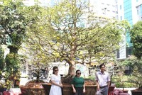 “Điểm danh” những cây mai “khủng” nhất Tết Kỷ Hợi 2019