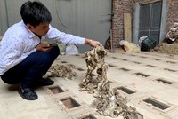 Rắn lột da, người dân gom lại đem bán được với giá 200.000 đồng/kg.