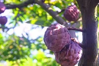 400.000 đồng một kg na tím