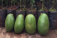 Mỗi trái bơ nặng trung bình trên 1 kg.