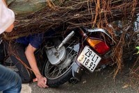 Cây đổ đè một nam thanh niên tử vong.