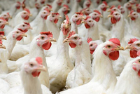 Giá gà hơi lông trắng chỉ ở mức 11.000 -13.000 đồng một kg. Ảnh: Dreamfeed.