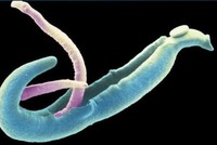 Hình ảnh con sán máng. Ảnh: Infonet.