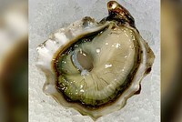 Viên ngọc quý nằm trong con hàu Kumamoto.