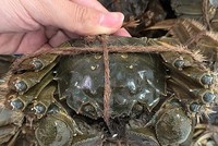 Cua lông tại một cửa hàng hải sản ở Tân Bình. Ảnh: ĐHS.