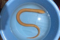 Con lươn có màu vàng óng toàn thân.