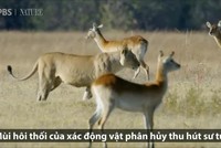 Hà mã ngăn sư tử và linh cẩu ăn xác đồng loại