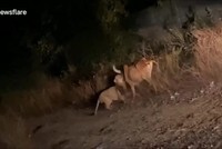 Sư tử cái ngoạm cổ trâu kéo vào bụi rậm