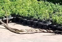 Cặp 'mãng xà' tỏ ra khá dạn.