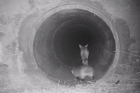 Sói và lửng hợp tác săn mồi