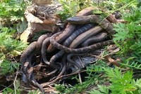 Những con rắn nước tập trung trong công viên Lakeland để giao phối. Ảnh: WSVN.