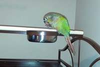 Vẹt Louie chết trong đám cháy. Ảnh: Independent.