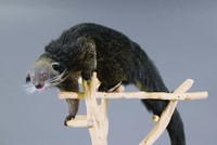 Sinh vật giống con lai giữa ba loài