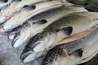 Cá hồi nguyên con được một công ty nhập khẩu về Việt Nam.