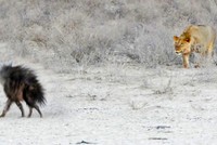 Linh cẩu chậm chân bị sư tử vồ chết