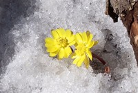 Hoa cỏ phúc thọ bung nở trên nền tuyết trắng