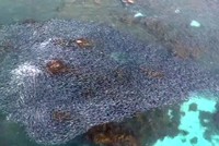 'Dòng chảy cá hồi' nhìn từ trên cao