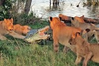 Cá sấu trộm mồi bị đàn sư tử bao vây