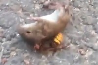 Chưa đầy 1 phút, ong bắp cày sát thủ đã có thể giết đối thủ to lớn gấp ba lần mình