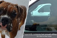 Bực mình vì phải chờ đợi, chú chó “gắt gỏng” bấm còi xe inh ỏi để thúc giục chủ nhân