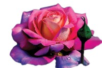 Những thanh âm giữa mùa Covid-19