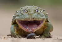 Báo hoa mai rút lui khi đối đầu ếch trâu