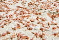 Ảnh: Sadie Mills/NIWA.