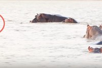 Bực mình vì bị làm phiền, hà mã tấn công cá mập