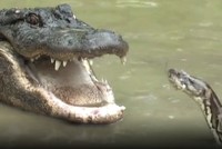 Trận ác chiến giữa trăn khổng lồ và cá sấu Mỹ