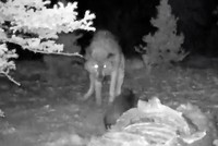 Bị cướp miếng ăn, chồn "Wolverine" quyết chiến với chó sói