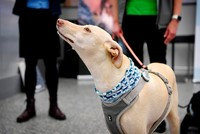 Phần Lan sử dụng chó để phát hiện người nhiễm Covid-19 tại sân bay