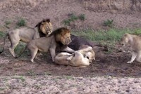 Con trâu sắp bị ăn thịt bỗng dưng sống sót bởi đàn sư tử tự nhiên tấn công lẫn nhau