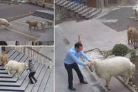 Cuộc “tập kích” chớp nhoáng Tòa thị chính thành phố ở Thổ Nhĩ Kỳ bởi liên quân dê và cừu