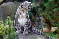 Bí ẩn tiếng kêu của loài báo tuyết quý hiếm