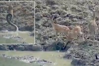 Pha tập kích, phi thân từ dưới nước tóm gọn con hươu của trăn khổng lồ trong nháy mắt