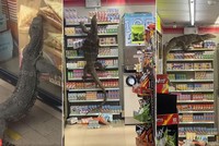 Cuộc đổ bộ của kỳ đà "Godzilla" vào cửa hàng tiện dụng 7-Eleven ở Thái Lan