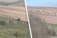 Bí ẩn hiện tượng hàng trăm con cừu đứng bất động, xếp thành hình vòng tròn như đĩa bay của người ngoài hành tinh