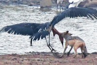 Cuộc chiến sinh tồn khốc liệt giữa chó rừng và cò marabou khổng lồ