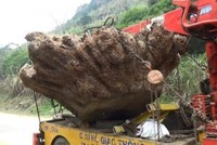 Đêm 20/2/2016, Đội Kiểm lâm cơ động và Phòng chống cháy rừng số 1 (thuộc Chi cục Kiểm lâm Bắc Kạn) đã kiểm tra xe ô tô BKS 20C- 078.80, phát hiện trên ô tô vận chuyển gốc cây gù hương (loại cây đặc biệt quý hiếm nhóm IIa, hạn chế khai thác, sử dụng).