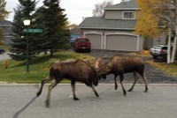 Tranh giành bạn tình, nai sừng tấm húc nhau dữ dội gây náo động cả một con phố