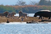 Bức xúc trước màn trừng phạt tàn bạo của nhóm sư tử, cả đàn voi lẫn hà mã xông vào can ngăn