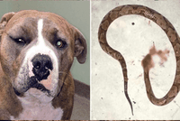 Để cứu chủ nhân, chú chó Pitbull dũng cảm đánh nhau với rắn độc và bị cắn sưng cả mặt