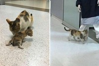 Chú mèo bế con đến bệnh viện và câu chuyện phía sau khiến ai cũng phải mỉm cười