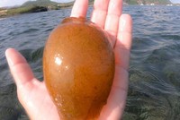 Chàng trai không chỉ một mà hai lần nhặt được trứng cá mập siêu quý hiếm