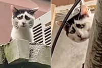 Chú mèo độc đáo sở hữu khuôn mặt có thể "dập tắt" mọi nguồn năng lượng tích cực từ người đối diện